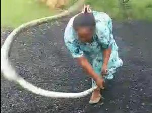 Pencinta Reptil Sarankan Emak-emak Madura yang Banting Ular Lakukan Hal Ini