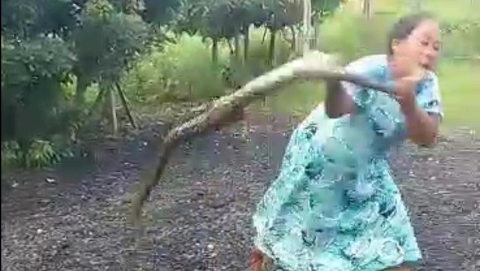 Emak-emak di Madura membanting ular piton yang diduga telah memakan ayam ternaknya.
