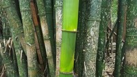Foto Kelakuan Turis