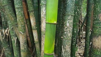 Perbandingan bambu saat masa pandemi dengan sebelumnya. Foto: Boredpanda