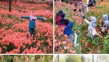 Taman Bunga Lili di Yogyakarta Hancur Diinjak Wisatawan Demi Konten Foto: Boredpanda