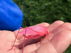 Deretan Foto Unik dan Aneh di Dunia yang Belum Pernah Dilihat