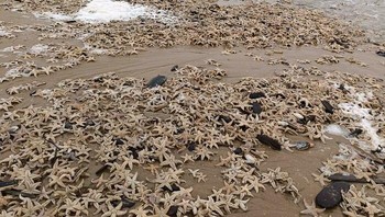 Ribuan Bintang Laut Terdampar di pantai Belanda Foto: Boredpanda