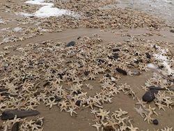 Deretan Foto Unik dan Aneh di Dunia yang Belum Pernah Dilihat