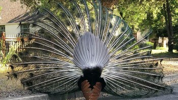 Sisi Burung Merak Yang Tidak Dapat Dilihat Kebanyakan Orang Foto: Boredpanda