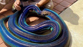 Ular piton dengan warna yang unik. Foto: Boredpanda