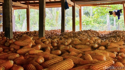 Harga jual jagung di Bone anjlok.