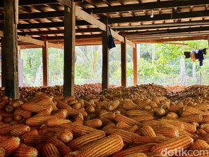 Usulan Pemkab Bima Disetujui Bapanas, Harga Jagung Naik Jadi Rp 5 Ribu per Kg