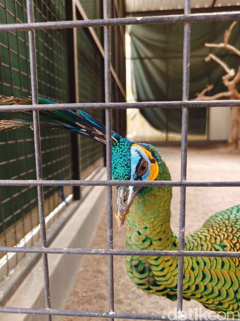 Hasil Kamera  Oppo Reno 11 Pro 5G