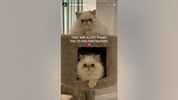 Kucing Cara Delevingne yang selamat