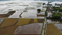 Banjir ini menggangu tanaman padi warga yang tengah menguning.