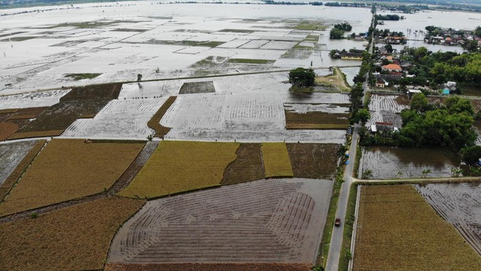 Lahan pertanian terdampak banjir luapan Bengawan Solo Foto udara kondisi persawahan yang terendam banjir di Rangel, Tuban, Jawa Timur, Sabtu (16/3/2024). Menurut Badan Penanggulangan Bencana Daerah (BPBD) Tuban, luapan Sungai Bengawan Solo yang terjadi sejak Minggu (10/3) itu mengakibatkan puluhan hektare lahan pertanian di 26 desa terendam banjir. ANTARA FOTO/Muhammad Mada/YU