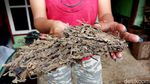 Menengok Pembuatan Cincau di Kota Malang Saat Ramadan