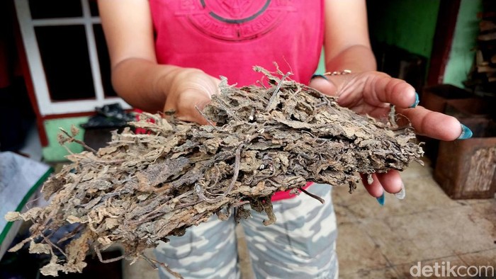 Menengok pembuatan cincau legendaris Kota Malang Menengok pembuatan cincau legendaris Kota Malang