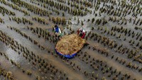 Petani setempat terpaksa memanem padi lebih awal akibat banjir.