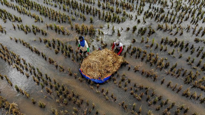 Foto udara sejumlah petani memanen padi di persawahan yang terendam banjir di Rangel, Tuban, Jawa Timur, Sabtu (16/3/2024). Petani setempat terpaksa memanem padi lebih awal akibat banjir luapan Sungai Bengawan Solo yang menggenangi 26 desa di kawasan tersebut. ANTARA FOTO/Muhammad Mada/YU