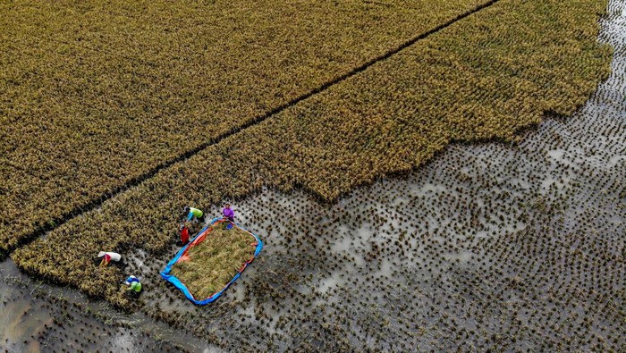 Foto udara sejumlah petani memanen padi di persawahan yang terendam banjir di Rangel, Tuban, Jawa Timur, Sabtu (16/3/2024). Petani setempat terpaksa memanem padi lebih awal akibat banjir luapan Sungai Bengawan Solo yang menggenangi 26 desa di kawasan tersebut. ANTARA FOTO/Muhammad Mada/YU