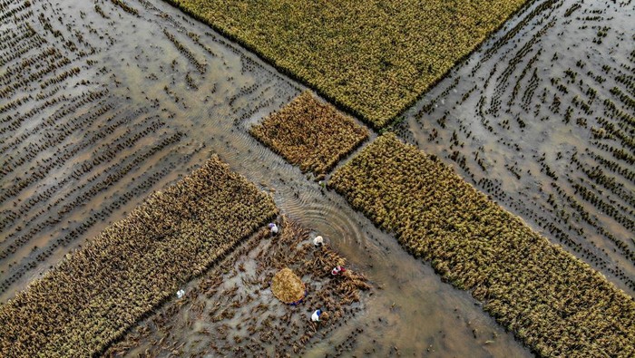 Foto udara sejumlah petani memanen padi di persawahan yang terendam banjir di Rangel, Tuban, Jawa Timur, Sabtu (16/3/2024). Petani setempat terpaksa memanem padi lebih awal akibat banjir luapan Sungai Bengawan Solo yang menggenangi 26 desa di kawasan tersebut. ANTARA FOTO/Muhammad Mada/YU