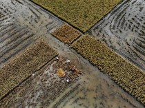 Panen Padi Lebih Awal Akibat Banjir di Tuban