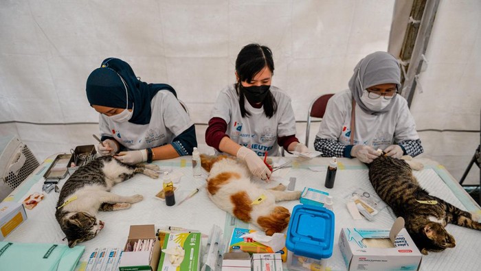 Dokter hewan melakukan sterilisasi kucing liar di Taman Dewi Sartika, Balai Kota Bandung, Jawa Barat, Sabtu (16/3/2024). Pemerintah Kota Bandung melalui DKPP bekerjasama dengan yayasan Lets Adopt Indonesia menggelar strerilisasi khusus untuk kucing liar yang ada di Kota Bandung guna meningkatkan kewaspadaan terkait potensi penyebaran penyakit yang berasal dari hewan serta menjaga agar tidak overpopulasi. ANTARA FOTO/Raisan Al Farisi/wpa.
