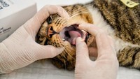 Dokter hewan memeriksa kucing yang akan menjalani sterilisasi di Taman Dewi Sartika, Balai Kota Bandung, Jawa Barat, Sabtu (16/3/2024).