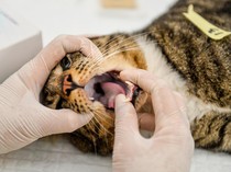 Sterilisasi Kucing Liar di Bandung untuk Cegah Penyakit