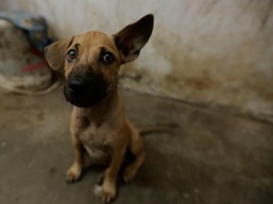Menelusuri Jejak Bisnis Daging Anjing Usai SE Larangan Konsumsi Diteken