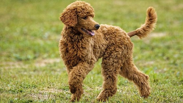 Anjing Toy Poodle.