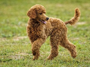 Anjing Toy Poodle: Ciri-ciri, Karakter, dan Cara Merawatnya