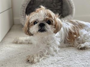 Ciri-ciri, Sifat, dan Sejarah Anjing Shih Tzu yang Menggemaskan