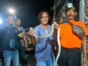Hendak Kubur Ari-ari, Warga Klaten Malah Ketemu Kobra 1,5 Meter di Dapur Rumah