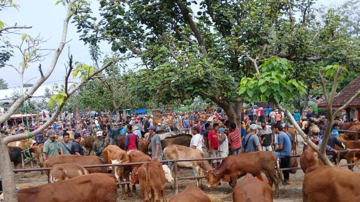 Pasar Hewan Pracimantoro, Wonogiri.