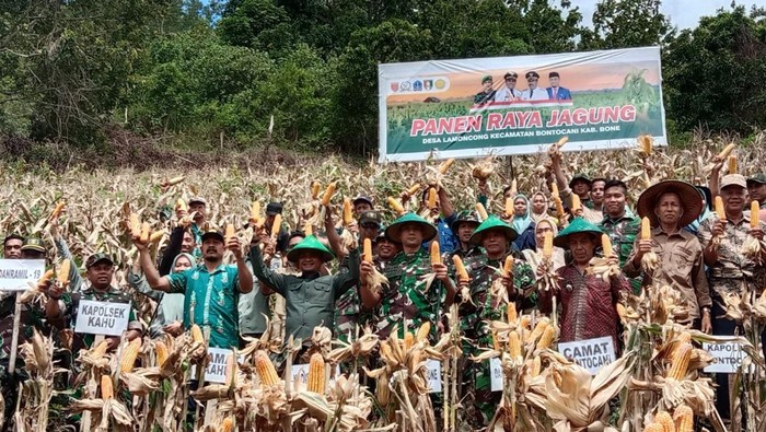 Petani melakukan panen raya di Kecamatan Bontocani beberapa saat lalu.