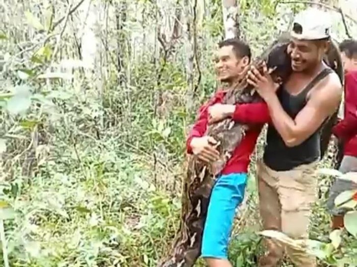 Ular piton 8 meter ditangkap warga di hutan Desa Lamorende, Kecamatan Tongkuno, Muna, Sultra.