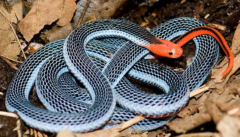 Ular tercantik di dunia