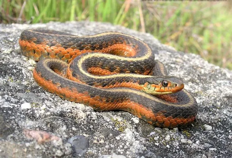 Ular tercantik di dunia