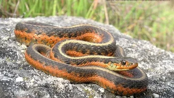 Ular Coast Garter dapat ditemukan di negara bagian pesisir barat Amerika Serikat dari Oregon hingga California selatan. Ular ini dianggap tidak berbahaya bagi manusia, namun menghasilkan racun saraf ringan yang disebarkan dengan cara mengunyah mangsanya. Gigitan dari salah satu ular ini dapat menyebabkan pembengkakan dan iritasi, tetapi tidak memiliki efek yang bertahan lama. (Foto: Owlcation)