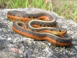 14 Ular Tercantik di Dunia, Bikin Mata Terpana