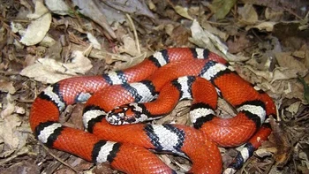 Ular Susu Merah tidak berbisa namun terlihat sangat mirip dengan beberapa spesies Ular Karang yang berbisa, menipu pemangsa untuk mengira ular yang tidak berbahaya ini sebagai kembarannya yang lebih mematikan. Ular Susu Merah dapat ditemukan dari bagian selatan Kanada hingga ke beberapa bagian Ekuador dan Venezuela. (Foto: Owlcation)