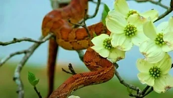 Ular Jagung Timur (atau disebut juga Ular Jagung atau juga dikenal sebagai Ular Tikus Merah) ditemukan di bagian tenggara dan tengah Amerika Serikat. Reptil cantik ini dapat mencapai panjang empat kaki hingga sekitar enam kaki dan sering ditemukan di daerah di mana hewan pengerat kecil berkumpul karena ini adalah sumber makanan utama mereka. (Foto: Owlcation)