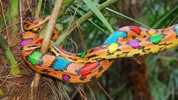 Kerabat dekat Ular Jagung Timur, Ular Jagung Paskah yang sangat berwarna-warni ini hanya terlihat setahun sekali pada akhir bulan Maret hingga akhir April. Hari tertentu untuk melihatnya bervariasi setiap tahunnya sehingga sulit bagi banyak orang untuk mengetahui dengan pasti kapan ular ini akan muncul setiap tahunnya. (Foto: Owlcation)