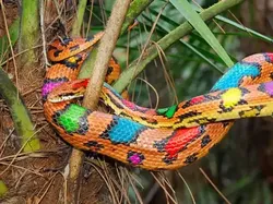 14 Ular Tercantik di Dunia, Bikin Mata Terpana