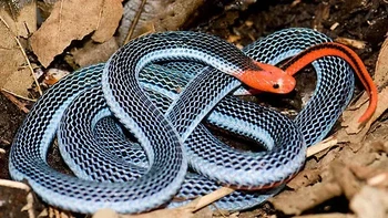 Ular Karang Biru, tumbuh sekitar lima kaki dan hidup dengan makanan ular lain, termasuk ular dari jenisnya sendiri. Ular ini mungkin sesekali memakan kadal atau katak, bahkan mungkin burung yang sedang sial, tetapi sebagian besar, ular ini adalah pemakan ular. (Foto: Owlcation)