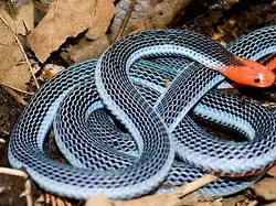 14 Ular Tercantik di Dunia, Bikin Mata Terpana