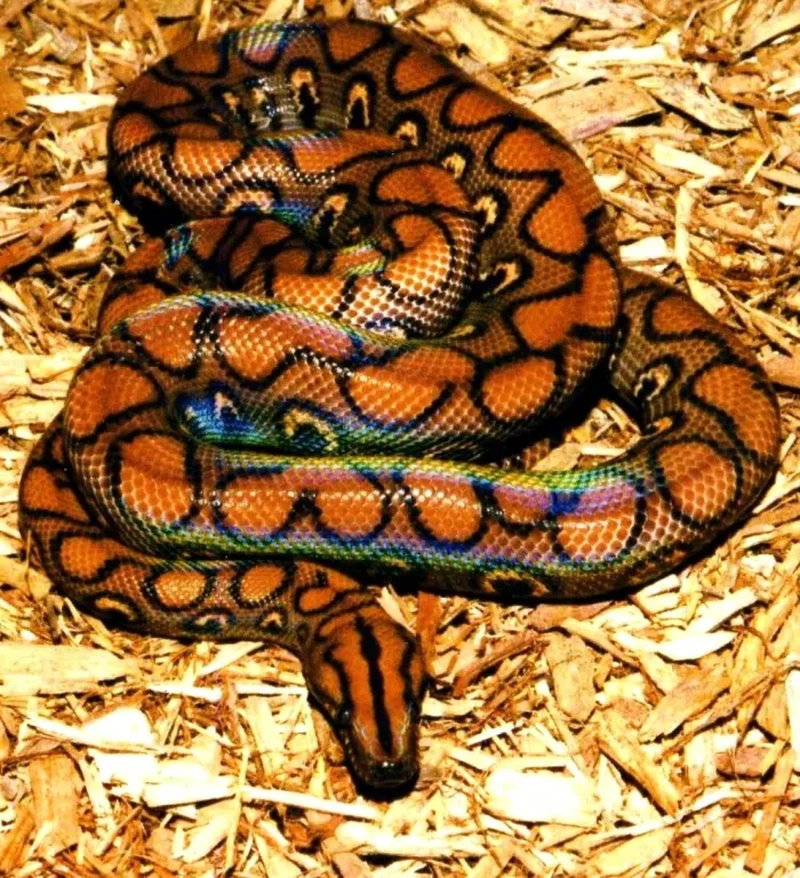 Ular tercantik di dunia