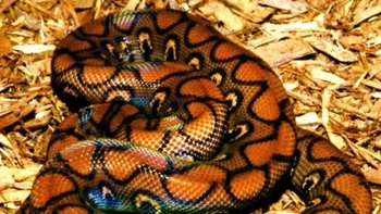 Boa Pelangi Brasil adalah salah satu ular yang paling indah di alam. Kualitas warna-warni sisiknya disebabkan oleh tonjolan-tonjolan kecil pada sisiknya yang membiaskan cahaya seperti prisma kecil. (Foto: Owlcation)