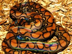 14 Ular Tercantik di Dunia, Bikin Mata Terpana