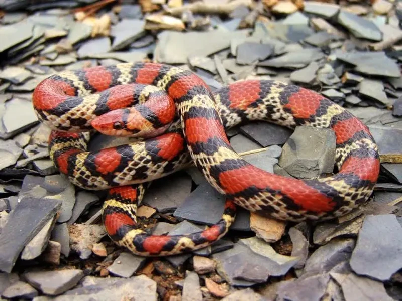 Ular tercantik di dunia