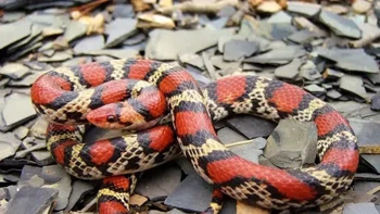 Ular Scarlet Utara ditemukan di Amerika Serikat bagian selatan dan timur, sering kali menggali di hutan terbuka atau area pertanian yang telah dikembangkan, dan sebagian besar waktunya tersembunyi. (Foto: Owlcation)