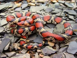 14 Ular Tercantik di Dunia, Bikin Mata Terpana